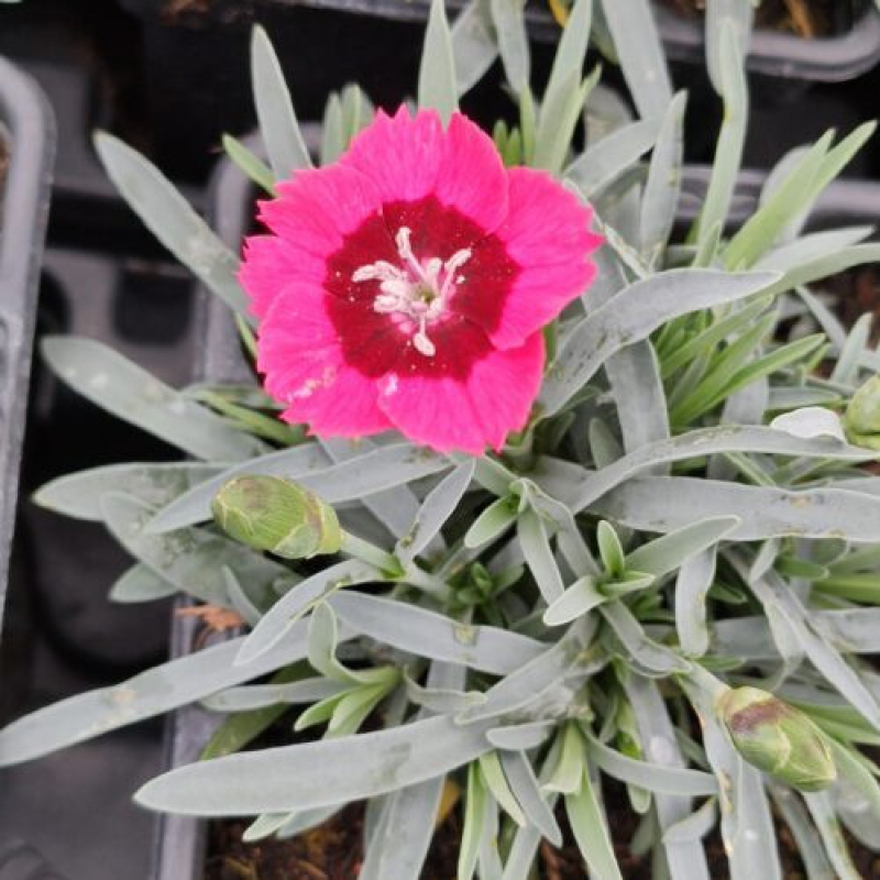 DIANTHUS superbus "Tiny Pleasure Red Eye" DIANTHUS superbus "Tiny Pleasure Red Eye"