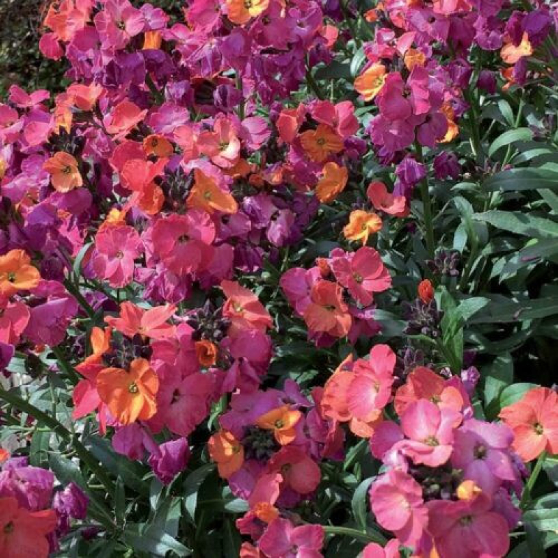 ERYSIMUM winter "Orchid" ERYSIMUM winter "Orchid"
