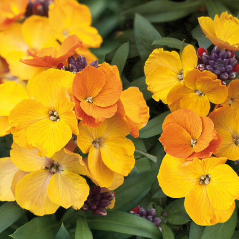 ERYSIMUM rysi 'Copper' ERYSIMUM rysi 'Copper'