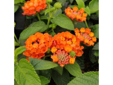 LANTANA camara "Evita Orange"