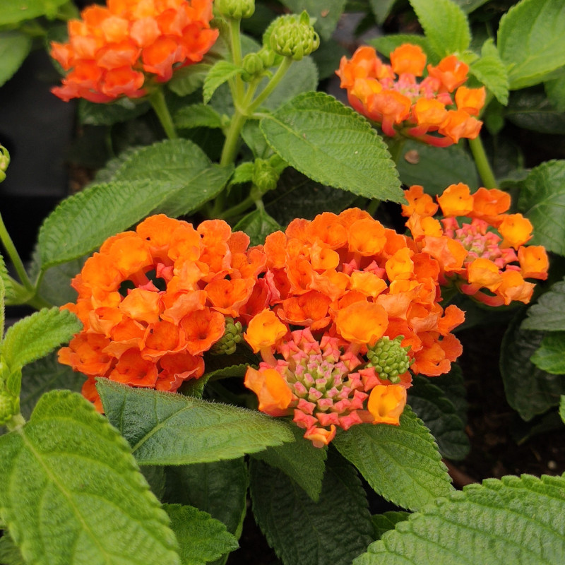 LANTANA camara "Evita Orange" LANTANA camara "Evita Orange"