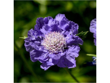 SCABIOSA caucasica 'Fama Deep Blue'