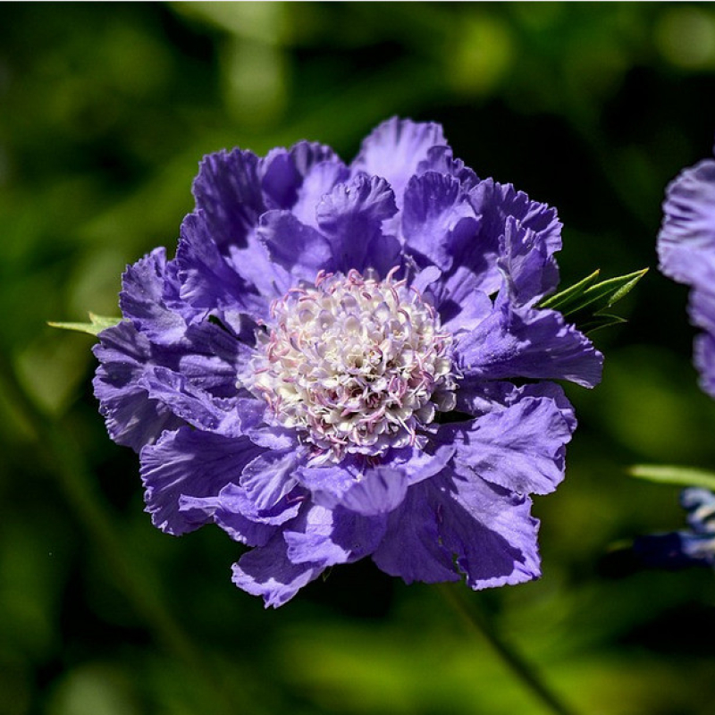 SCABIOSA caucasica 'Fama Deep Blue'
