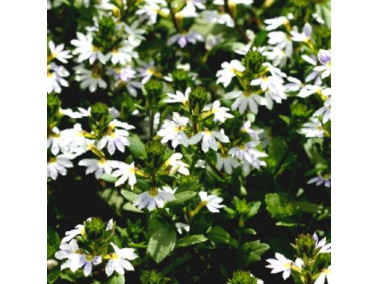 SCAEVOLA aemula "Whirlwind White"