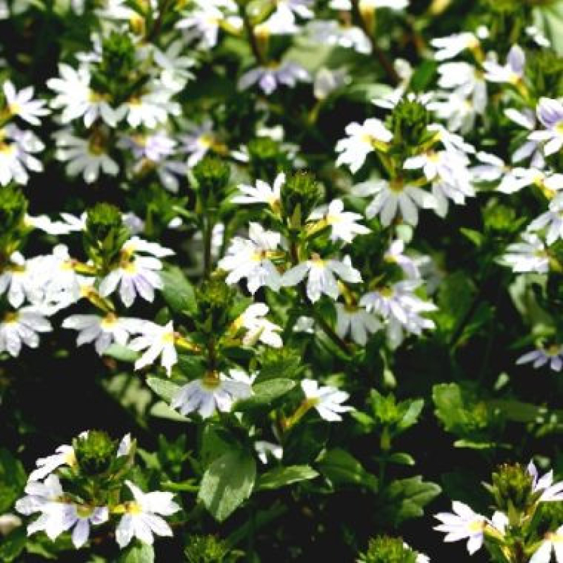 SCAEVOLA aemula "Whirlwind White"