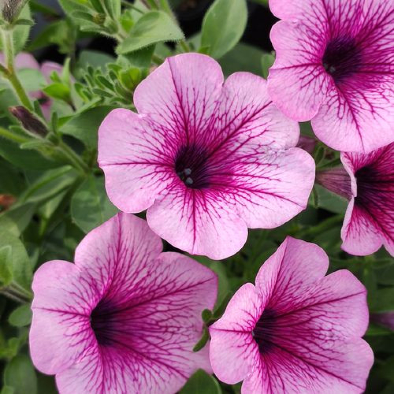 PETUNIA retombant surfinia "Pink Vein" PETUNIA retombant surfinia "Pink Vein"
