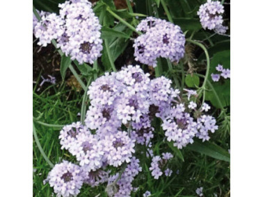 Verbena rigida Polaris - Verveine rugueuse