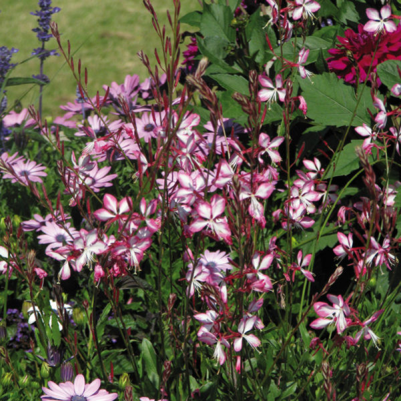 GAURA lindheimeri "Rosy jane" GAURA lindheimeri "Rosy jane"