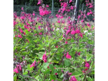 Sauge vivace - Salvia cerro potosi
