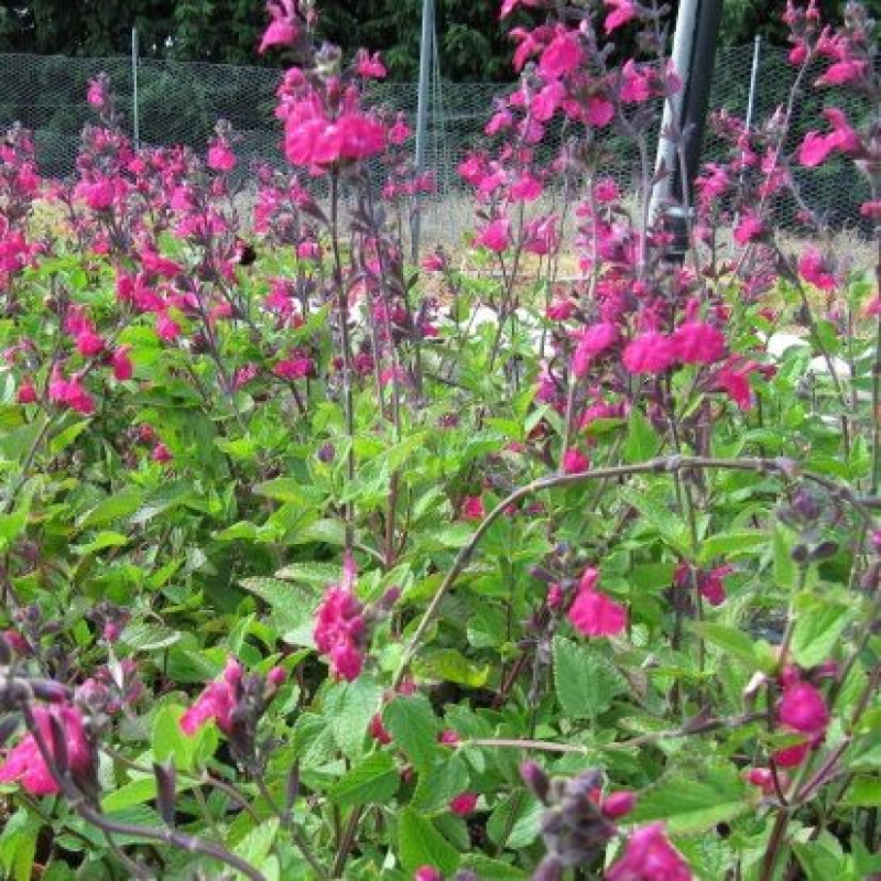 Sauge vivace - Salvia cerro potosi