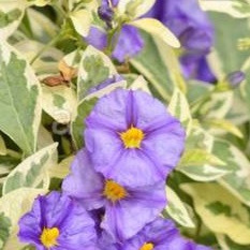 SOLANUM rantonetti "Variegata Blue"