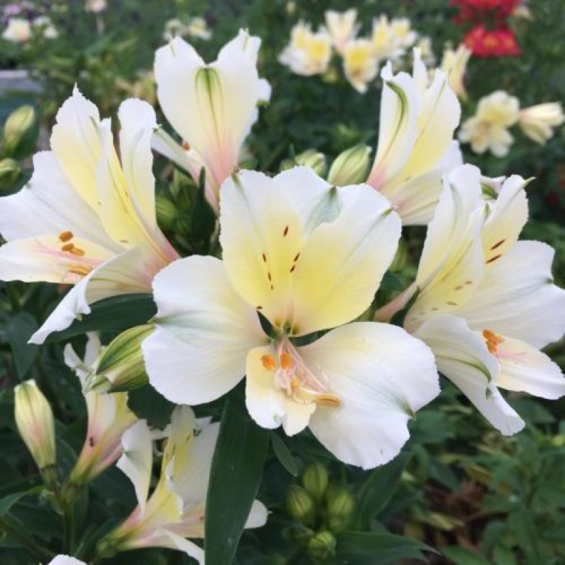 ALSTROEMERIA "Summer Snow"