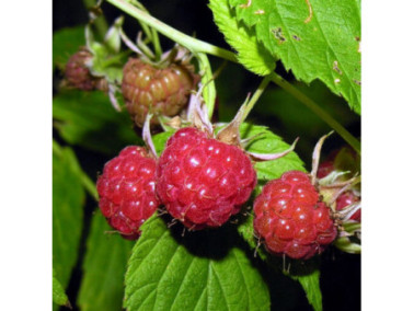 Framboisier rouge Meeker - RUBUS idaeus non remontant