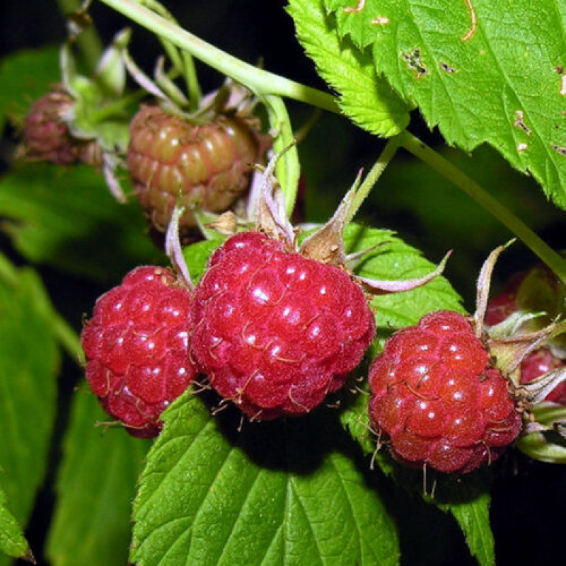 Framboisier rouge Meeker - RUBUS idaeus non remontant Framboisier rouge Meeker - RUBUS idaeus non remontant