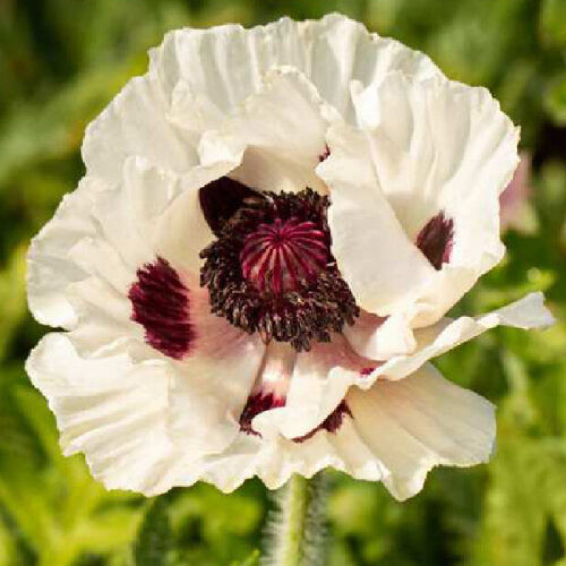 Pavot d'Orient - PAPAVER orientale 'Checkers' Pavot d'Orient - PAPAVER orientale 'Checkers'