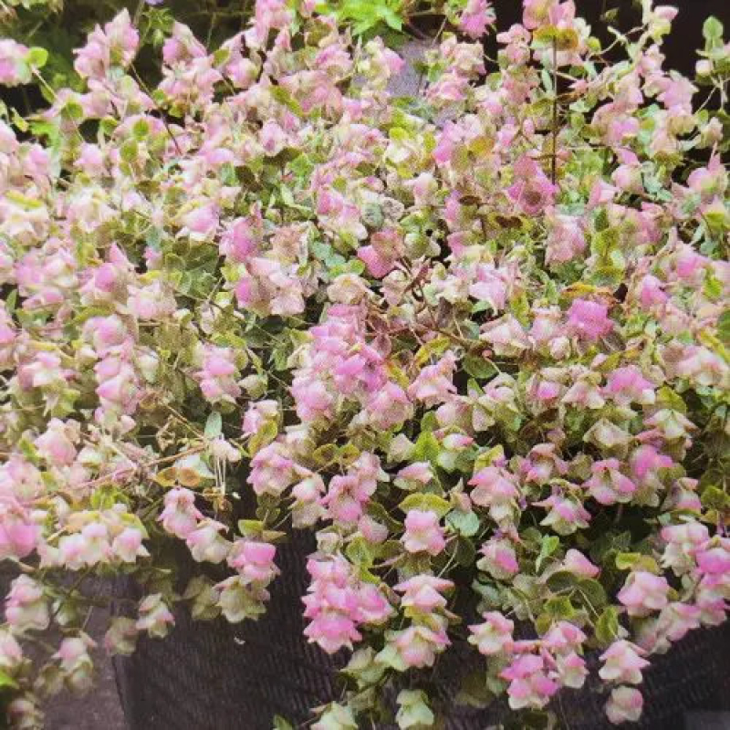 Origan retombant 'Kent Beauty' Origan retombant 'Kent Beauty'
