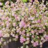 Origan retombant 'Kent Beauty' Origan retombant 'Kent Beauty'