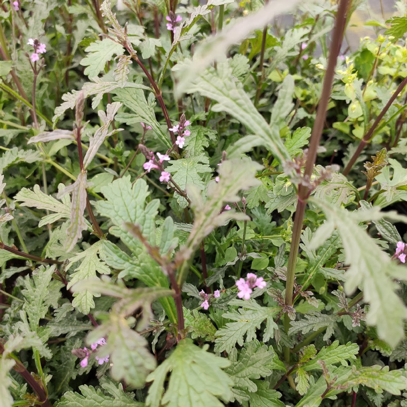 Verveine officinale bampton