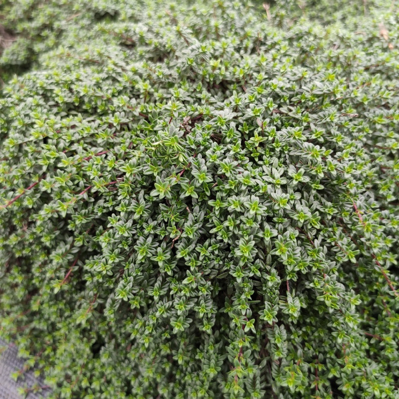 Thym Rampantes Thym rampant creeping red Thymus praecox