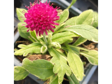 Petite scabieuse de Macédoine "Thunder lightning'