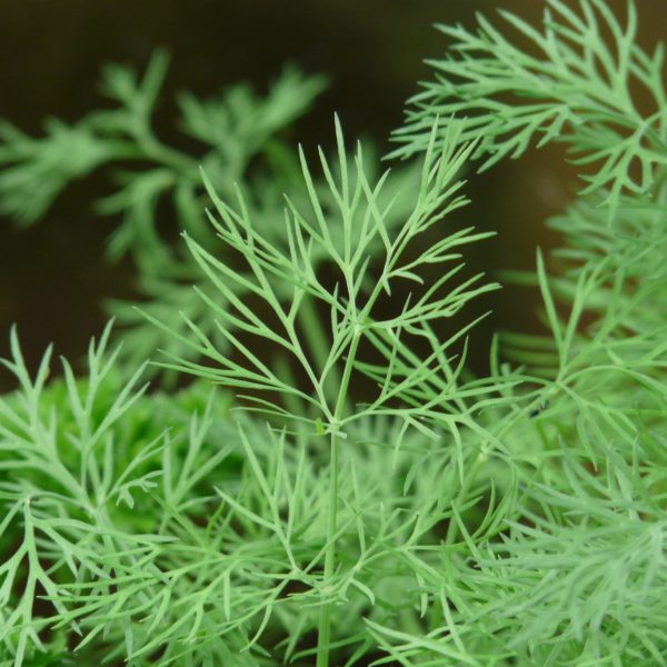 Aneth - ANETHUM Graveolens 'Fernleaf simply herbs'