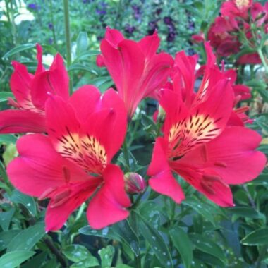 Alstroemeria Summer Pepper belle variété à fleurs rouges, Feuillage vert