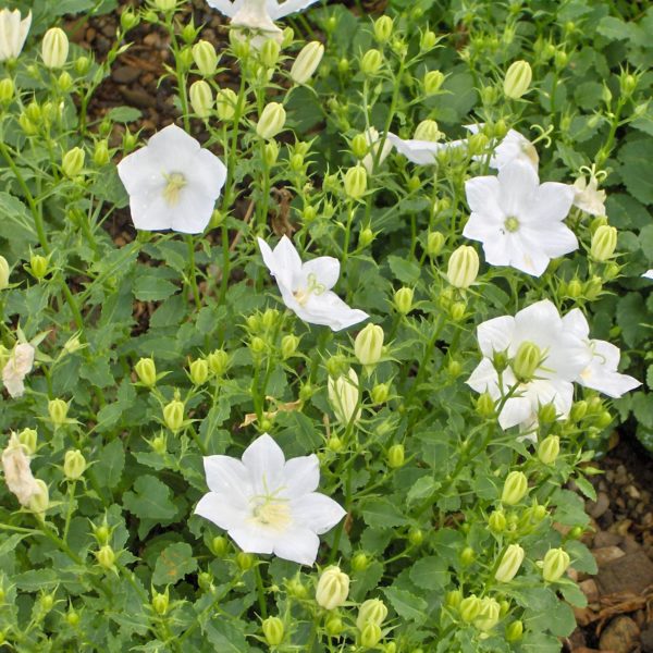 CAMPANULA carpatica 'Blanc' - Fleurir son jardin