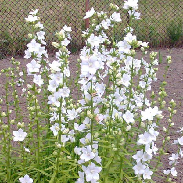 CAMPANULA persicifolia "Takion F1 White"