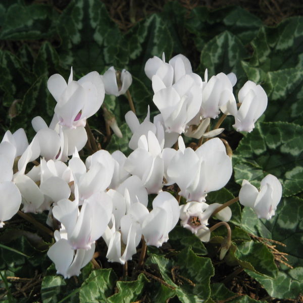 Cyclamen de Naples - CYCLAMEN hederifolium 'Blanc'