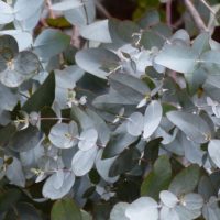 eucalyptus gunnii 'Silver Tropfen' et ses magnifique feuilles argentés