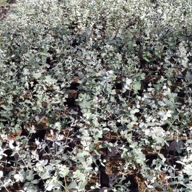 eucalyptus gunnii Silver Tropfen et ses magnifique feuilles argentés