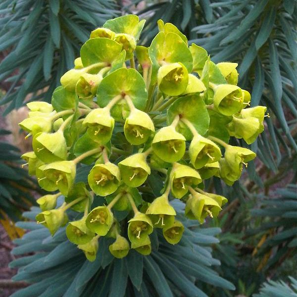 skøn Følelse Hjælp Euphorbe - EUPHORBIA characias "Wulfenii" - Fleurir son jardin