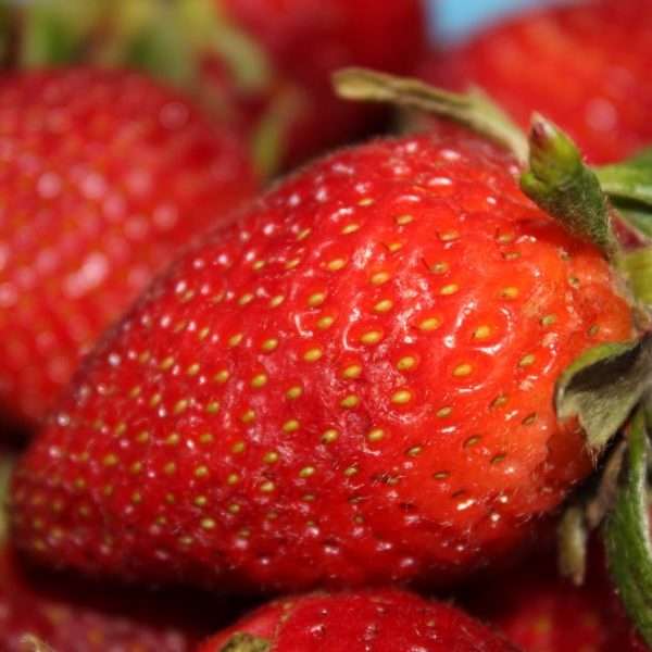 fraisier maestro, une variété remontante au goût et à la productivité exceptionnels !