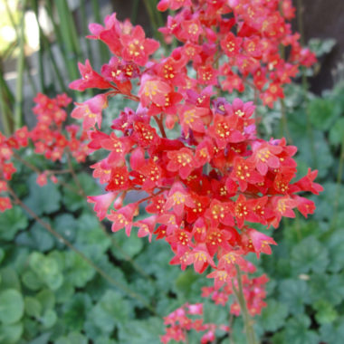 Heuchera sanguinea coral forest, magnifique heuchère à l'abondante floraison rouge.