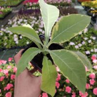TABAC Tomentosa 'variegata' Pot de 0,5L