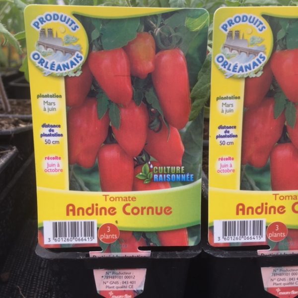 Tomate Andine Cornue - LYCOPERSICON