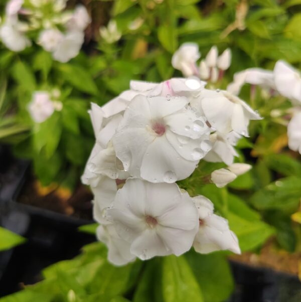 superbe Phlox paniculé blanc en fleurs