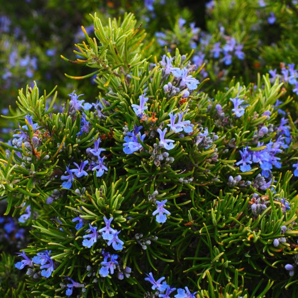 Romarin rustique - ROSMARINUS officinalis 'blue winter'