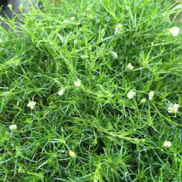 la sagina subulata green moss est un très beau et très efficace couvre-sol.