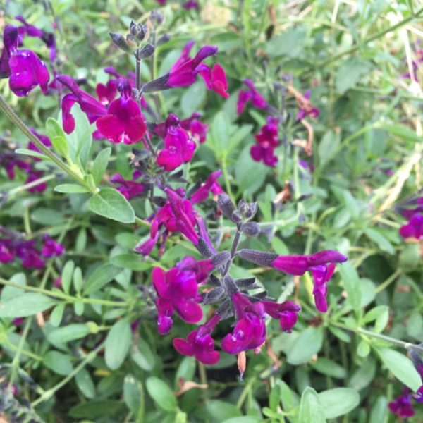 Sauge arbustive - SALVIA 'greggii violette de loire'