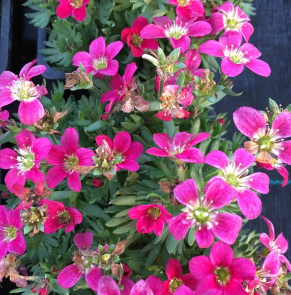 Saxifrage 'Harder Zwerg' à fleurs roses
