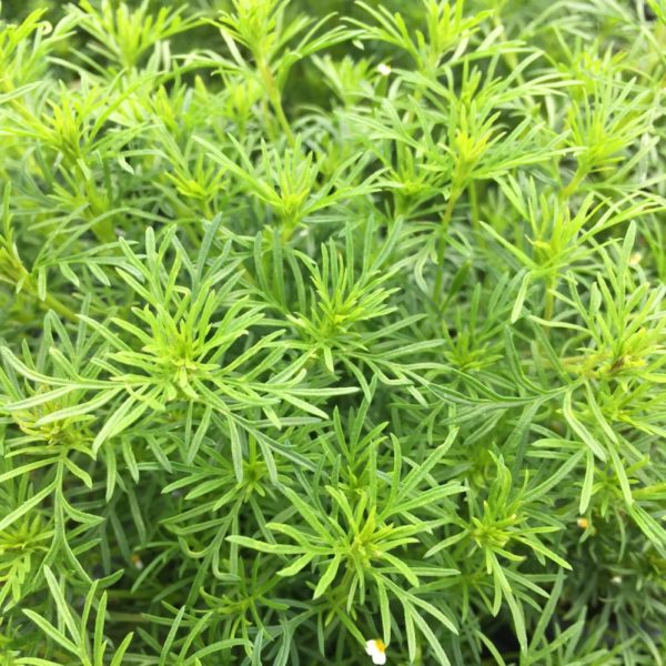 Plante à réglisse - TAGETES filefolia 'dropshot'