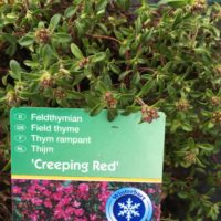 Thym rampant - THYMUS praecox 'Creeping Red'
