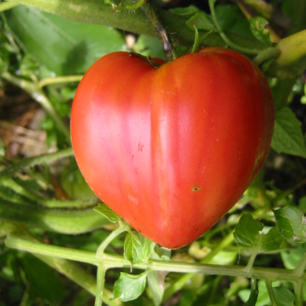 Tomate Coeur de Boeuf - LYCOPERSICON