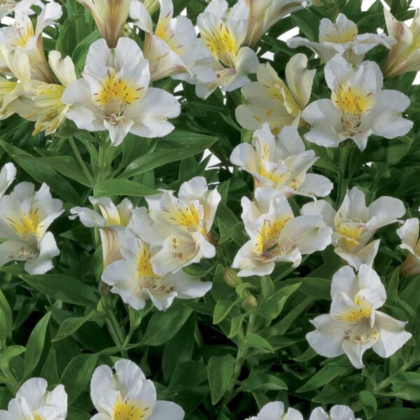 alstroemeria summer sky magnifique variété à floraison blanche