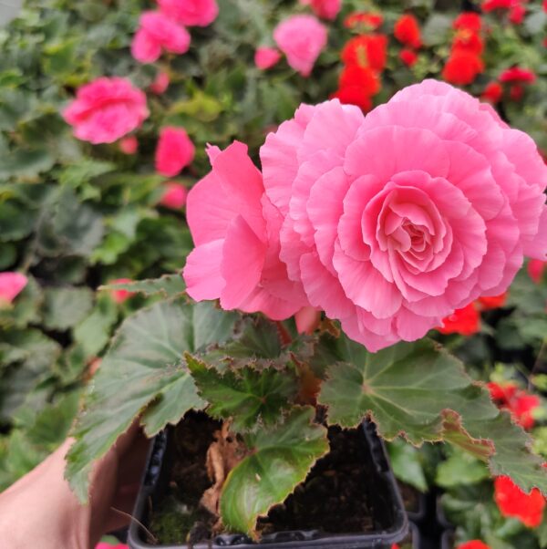BEGONIA tubéreux pink rose clair