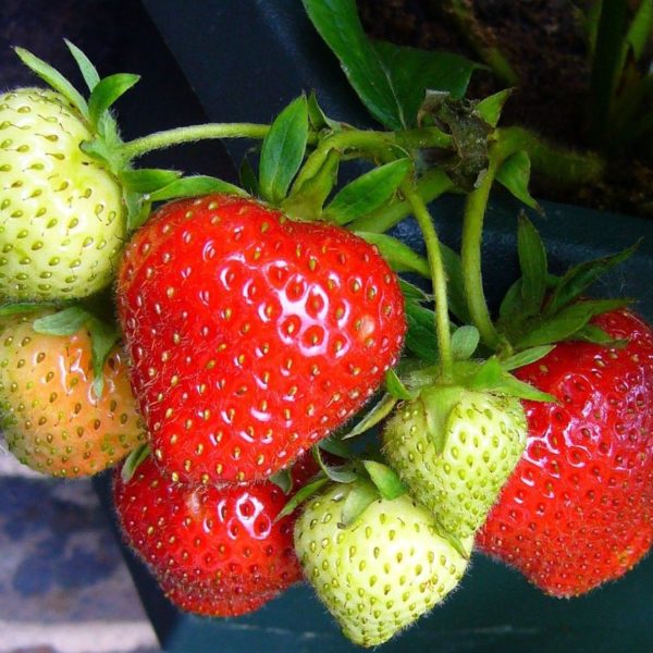 Lot de 30 plants de fraisiers remontants : 3 variétés