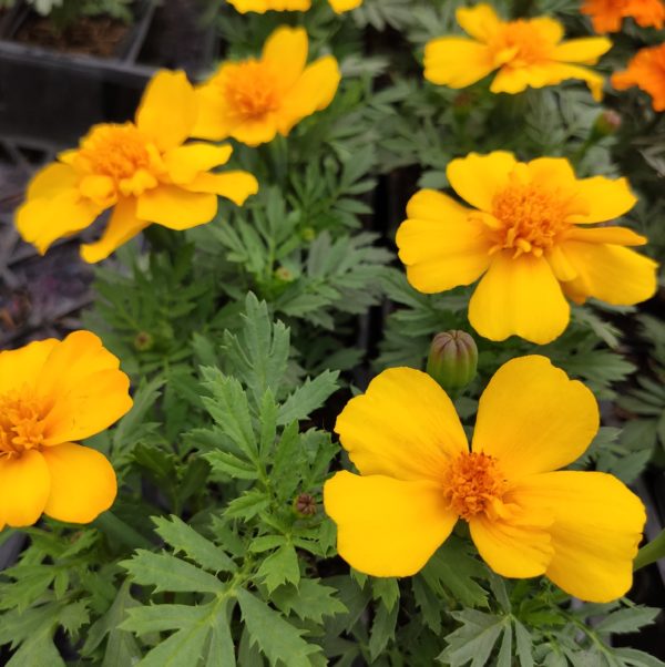 Oeillet d'inde - TAGETES solena "Yellow" (semi-double)